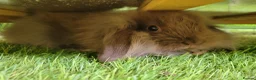 Mini Lion Lop rabbits for sale: Adorable Mini Lion Lops - READY JULY 1ST - Advert 14