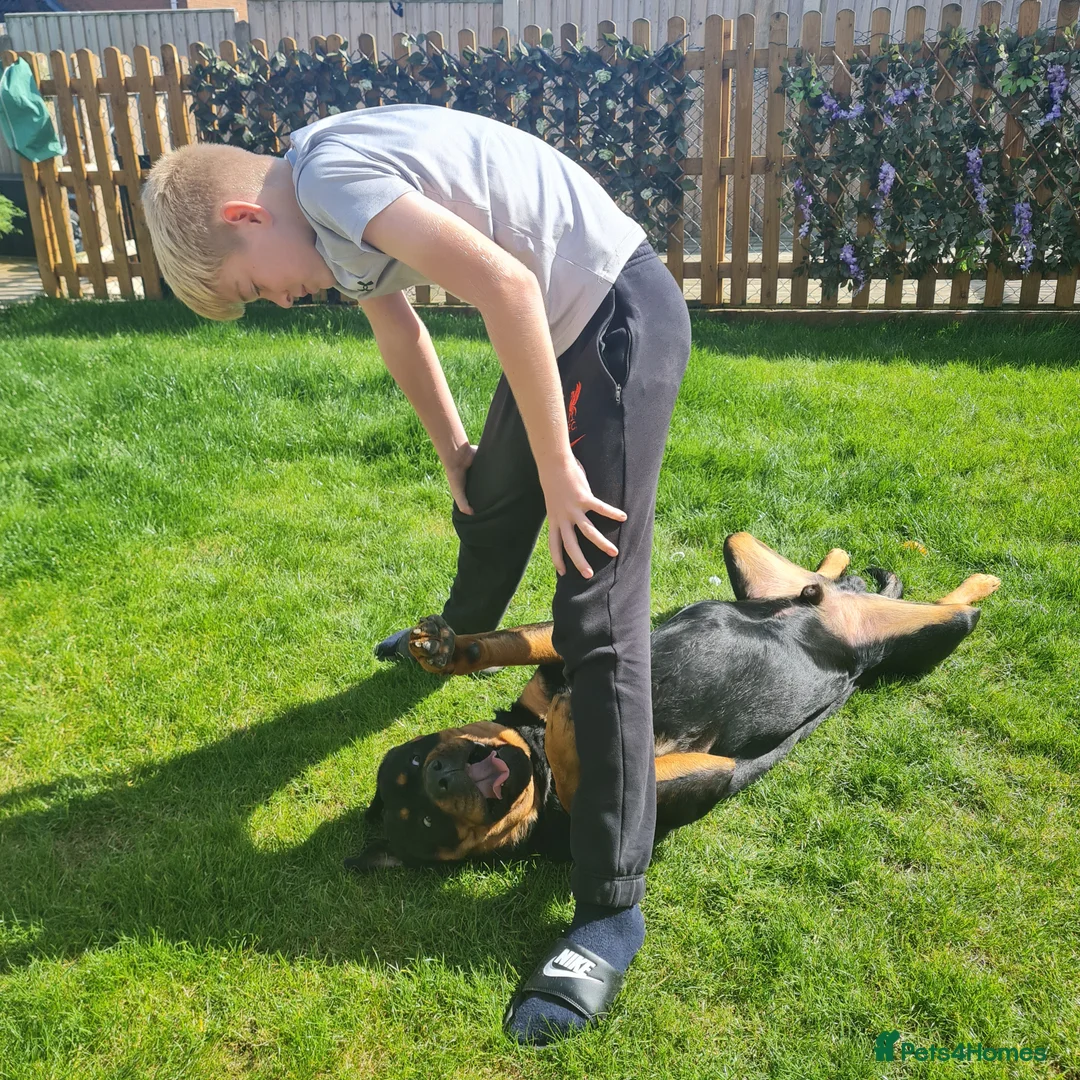 Rottweiler dogs for stud: Bruno the Rottweiler Stud Services in Wrexham - Advert 22