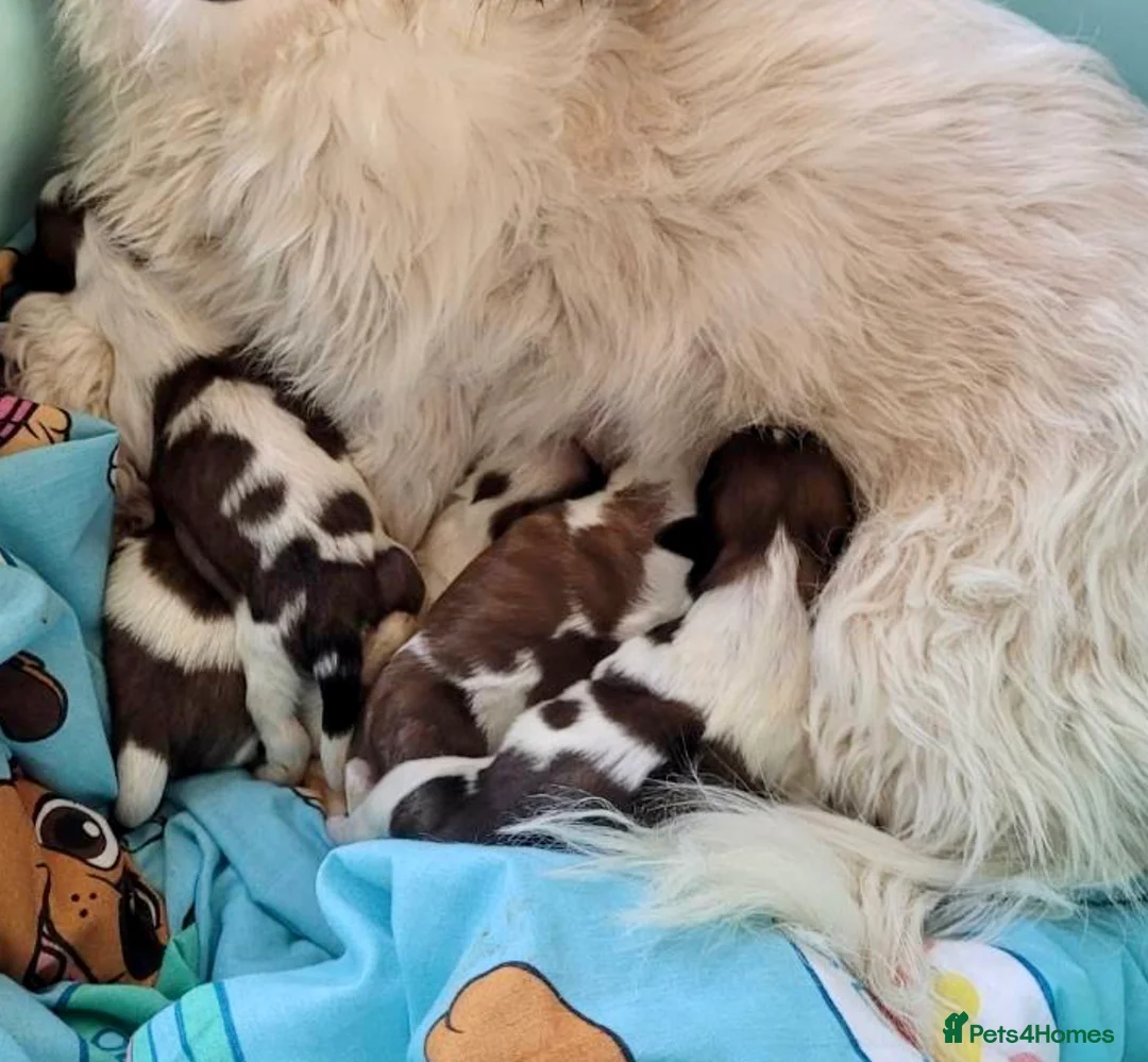 Shih Tzu dogs for stud: Shih tzu for stud in Newcastle upon Tyne - Advert 8