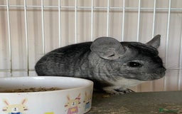 Chinchilla rodents for sale: Adult Ebony Female Chinchilla & Cage - Image 1