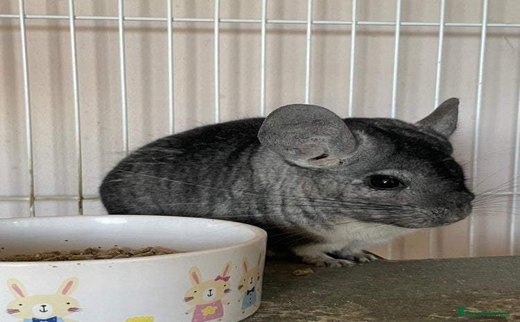 Chinchilla rodents - Advert 1
