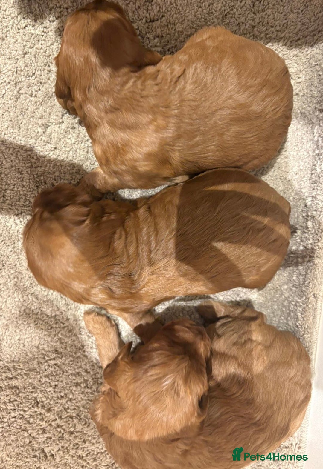 Cockapoo dogs for sale: Stunning cockapoo girls with health tested parents - Advert 15