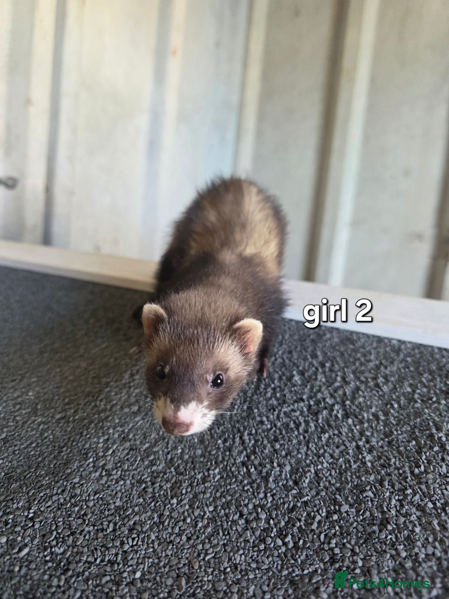 Ferret rodents 7 beautiful kits for sale  - Advert 2