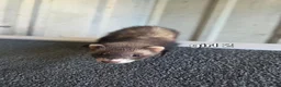 Ferret rodents for sale: 7 beautiful kits for sale  - Advert 2