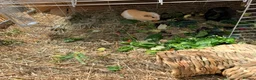 Guinea Pig rodents for sale: Guinea pigs free for rehome (Boars) in Liverpool - Advert 3