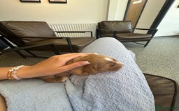 Cocker Spaniel dogs for sale: READY! ONE & ONLY! Adorable Female Cocker Puppy in Cheltenham - Image 23
