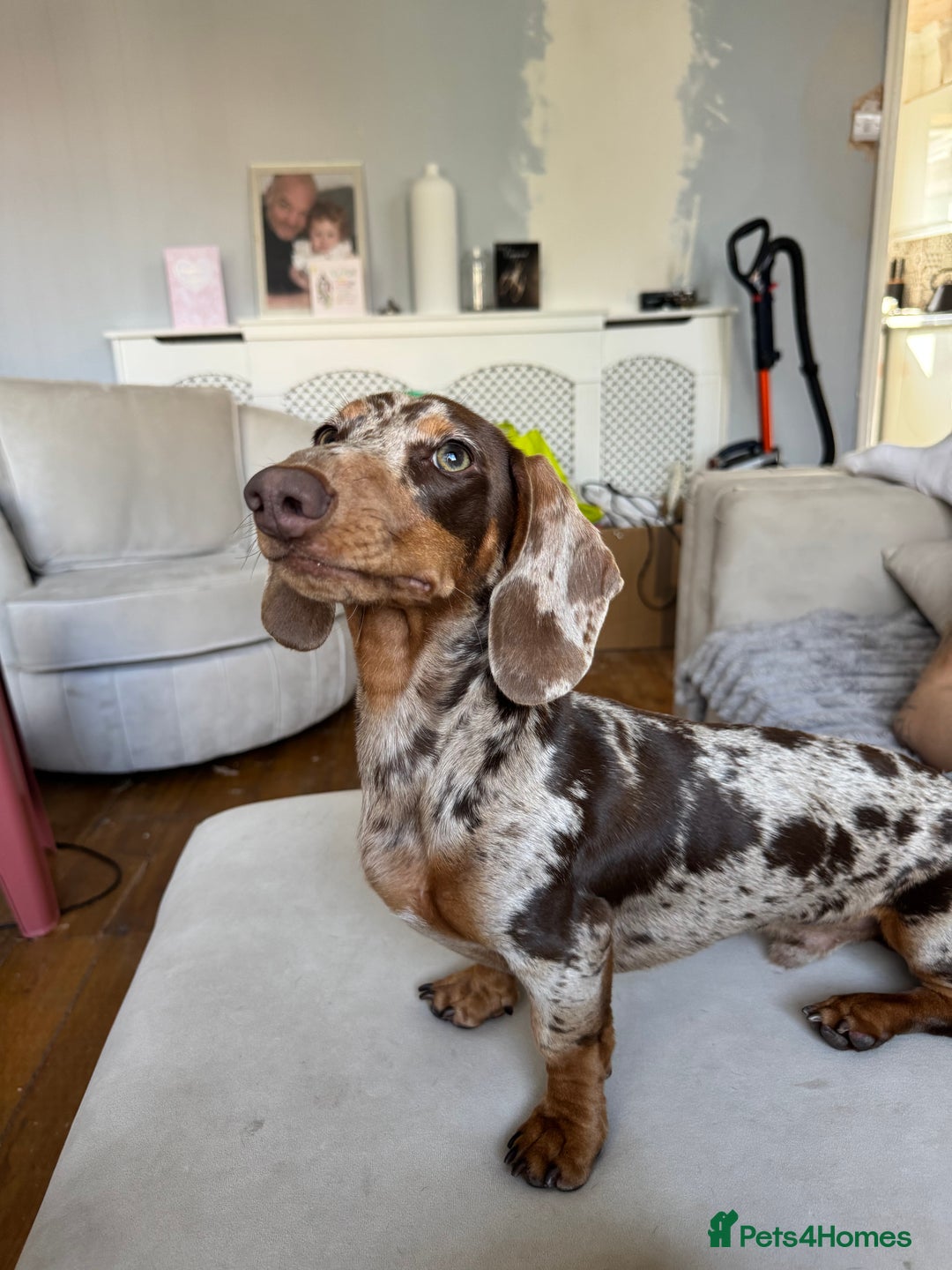 Miniature Dachshund dogs for stud: For stud  - Advert 4