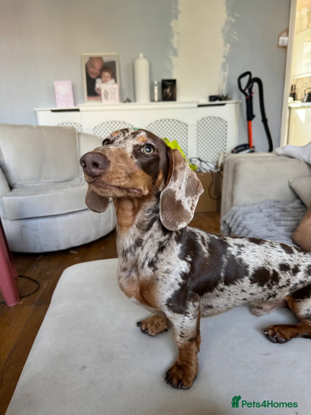 Miniature Dachshund dogs for stud: For stud  - Advert 4