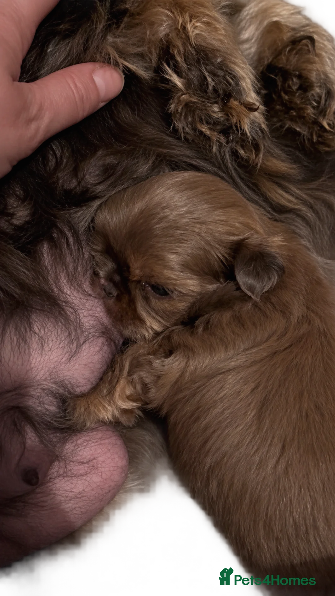 Shih Tzu dogs for sale: Stunning imperial girl  - Advert 2
