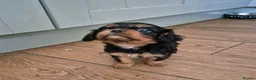 Cavalier King Charles Spaniel dogs for sale: *LASY BOY* *READY * Cavalier King Charles Puppies  - Advert 11