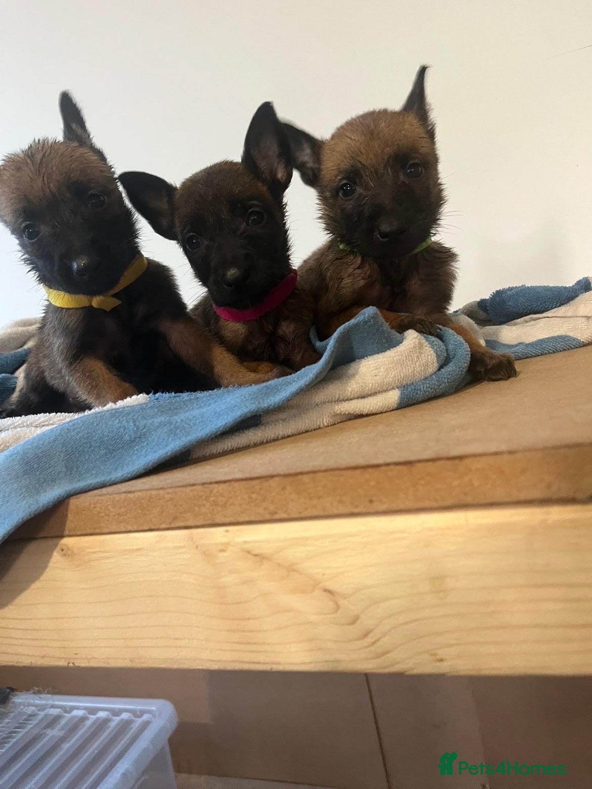 Belgian Shepherd Dog dogs Belgian Malinois Pups Ready 2nd October - Advert 2