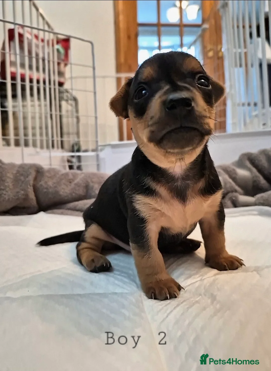 Jack Russell dogs for sale: Minature Jack Russell Puppies - Advert 2