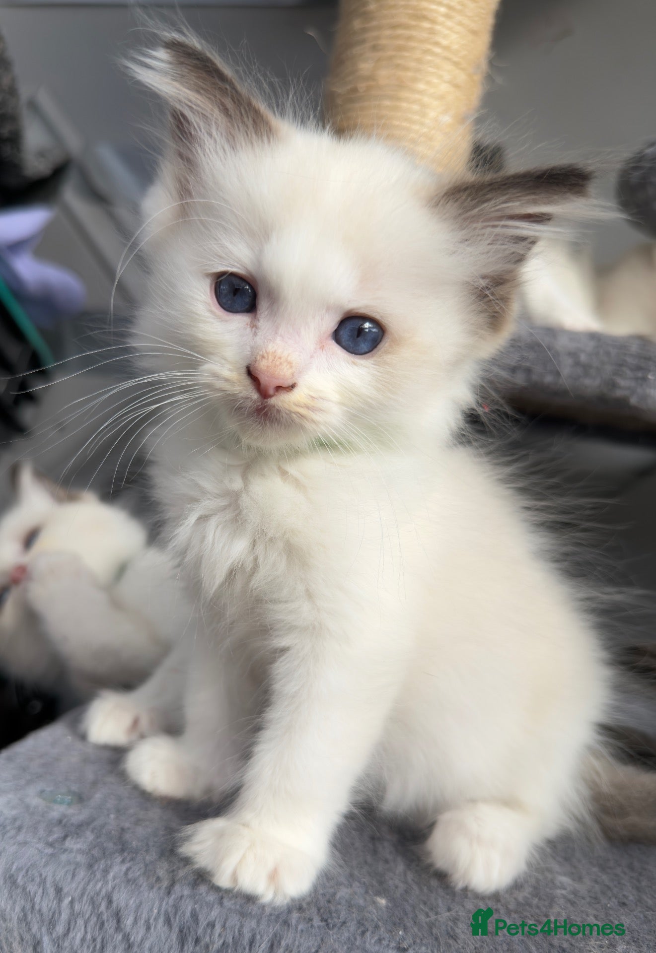 Ragdoll cats Purebred Ragdoll Kittens  - Advert 2