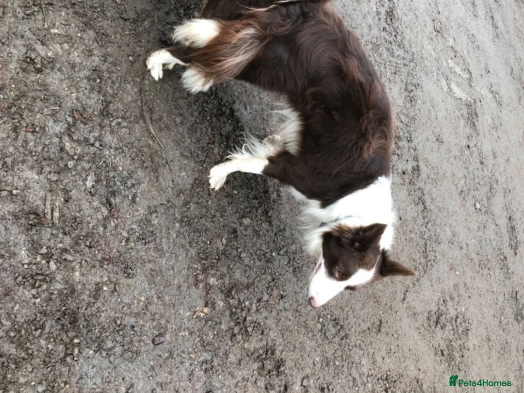 Border Collie dogs for stud: Stunning red working collie health tested proven in Dunblane - Advert 11