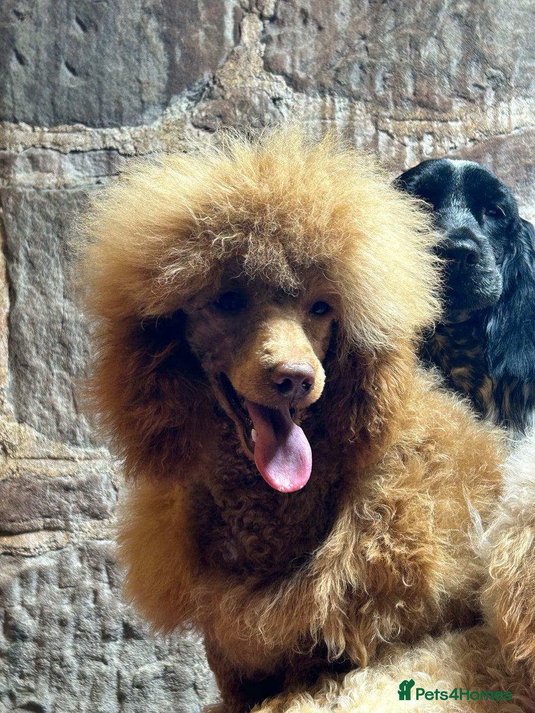 Toy Poodle dogs for sale: Toy poodle puppies ready now. Aberdeenshire - Image 28