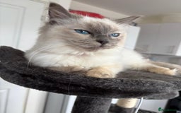 Ragdoll cats for sale: 2 beautiful Ragdolls rehoming - Image 1