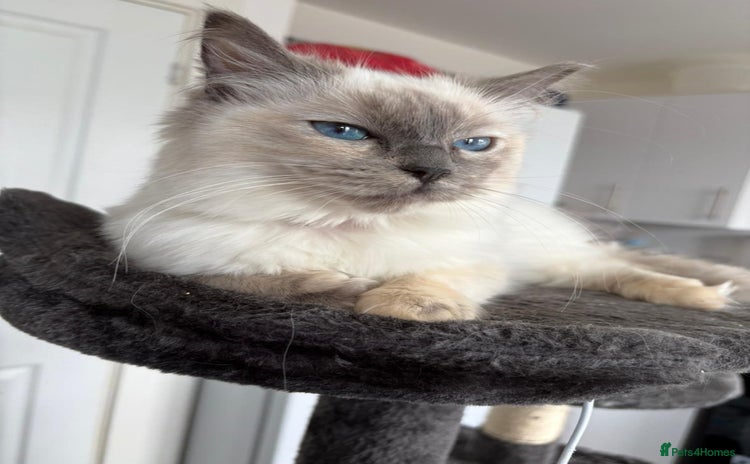 Ragdoll cats - Advert 2