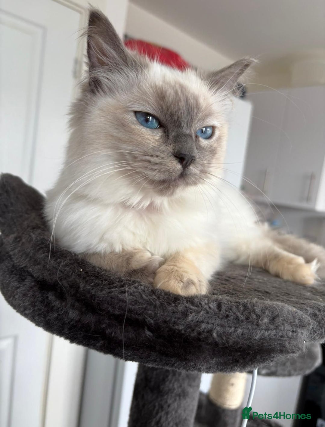 Ragdoll cats for sale: 2 beautiful Ragdolls rehoming - Image 1