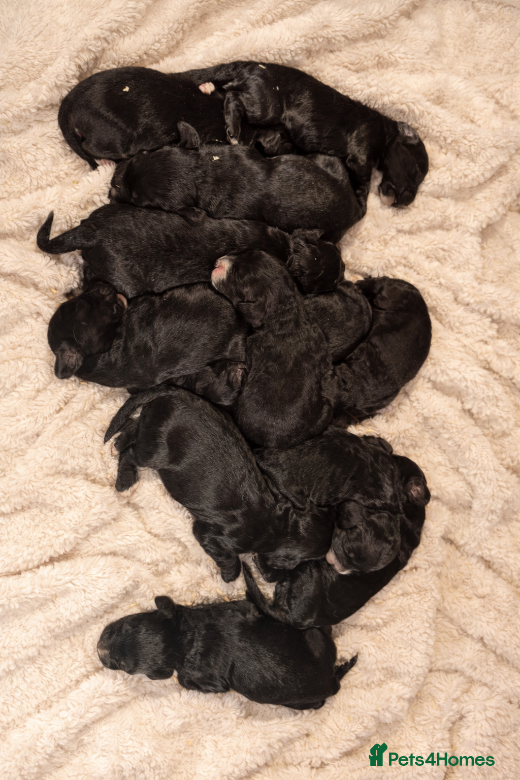 Sproodle dogs Deposits now taken for my Sproodle pups! - Advert 11