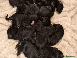 Sproodle dogs Deposits now taken for my Sproodle pups! - Advert 10