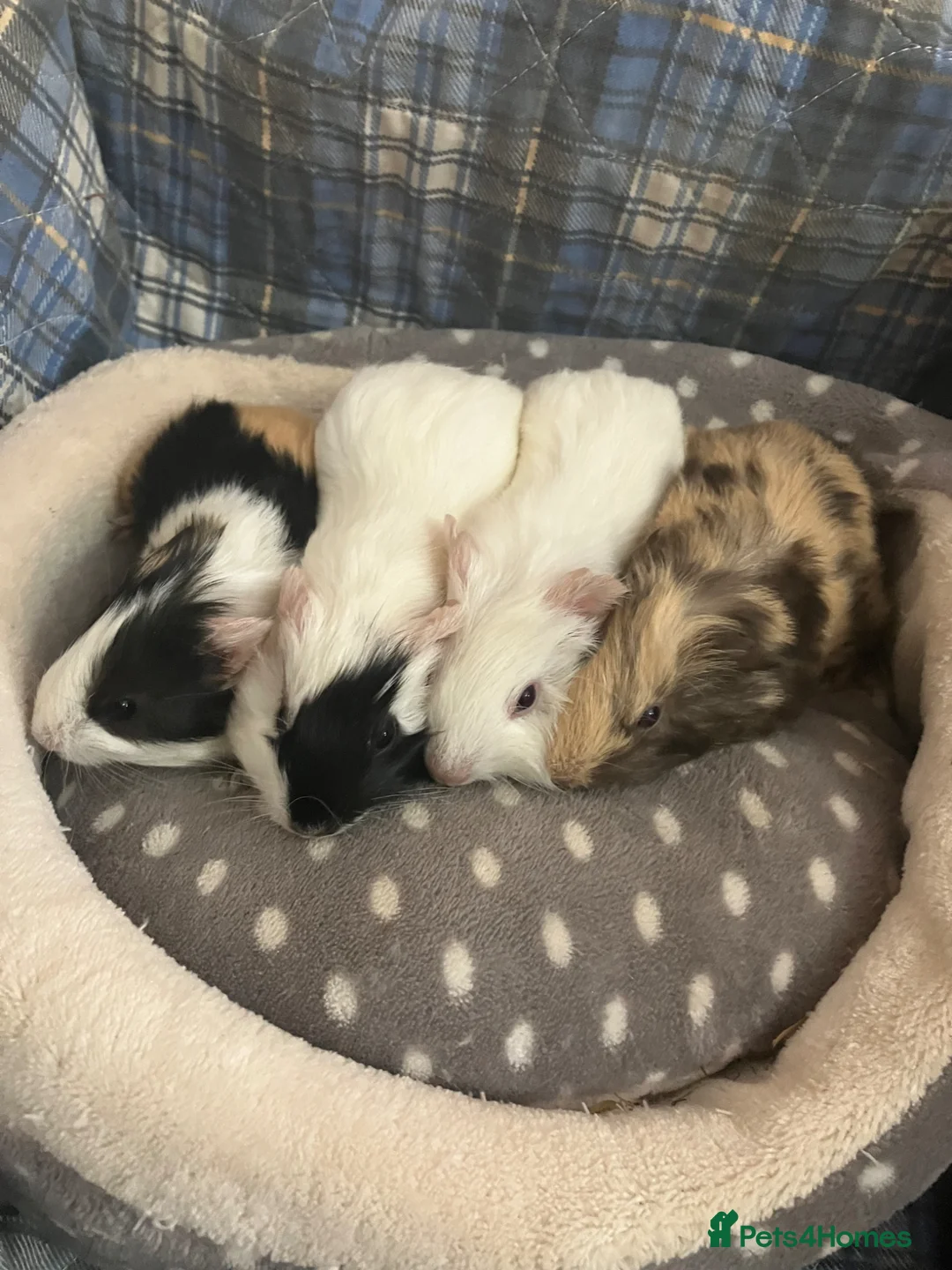Guinea Pig rodents for sale: Lots of lovely baby guinea pigs for sale - Advert 2