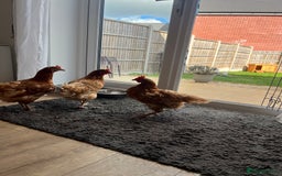 Chickens poultry for sale: Three Laying Hens Looking For A New Home - Image 2
