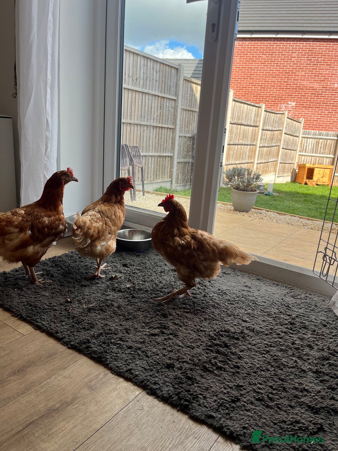 Chickens poultry for sale: Three Laying Hens Looking For A New Home - Image 2