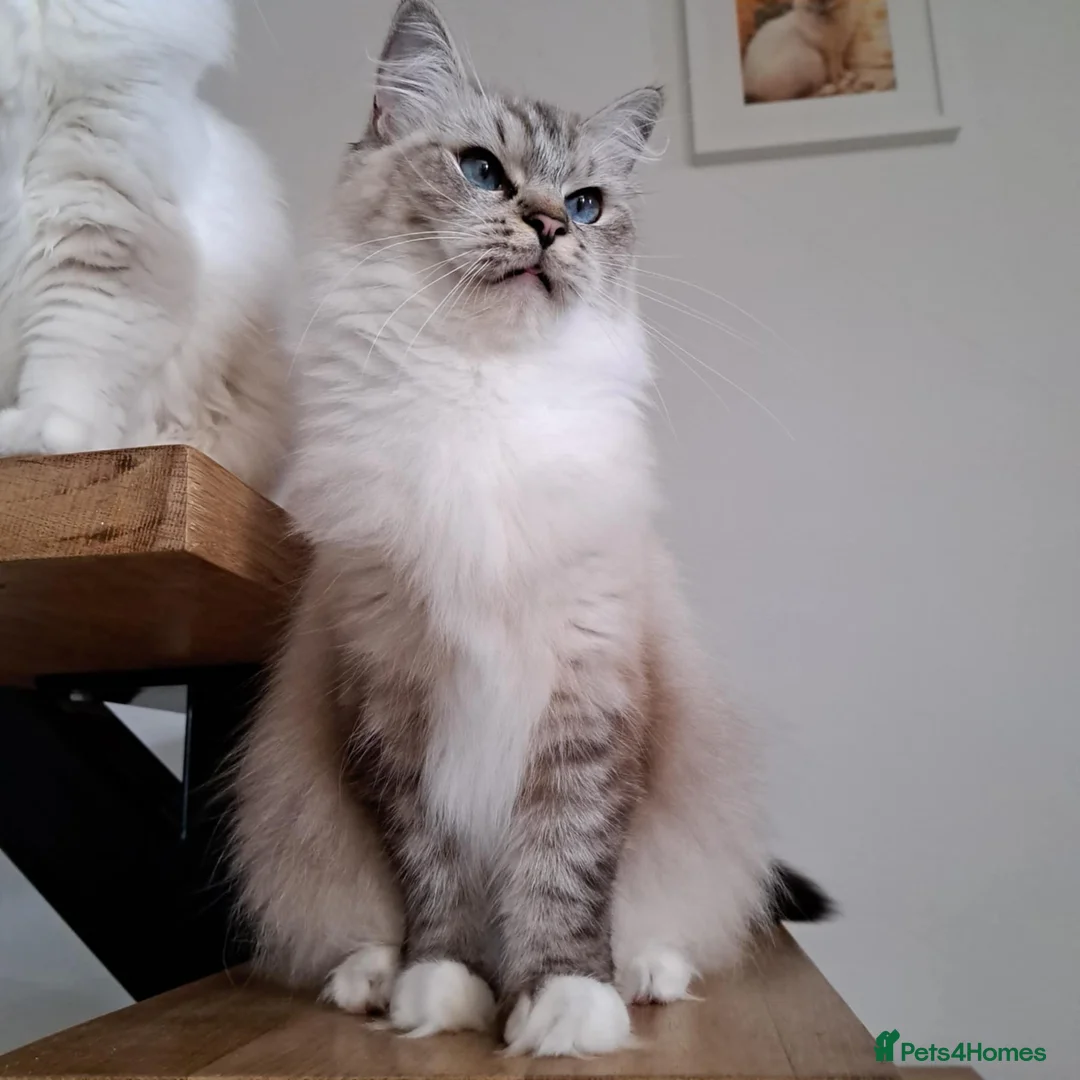 Ragdoll cats for sale: 💠FiFe registered Ragdoll kittens for sale💠 in Bristol - Advert 2