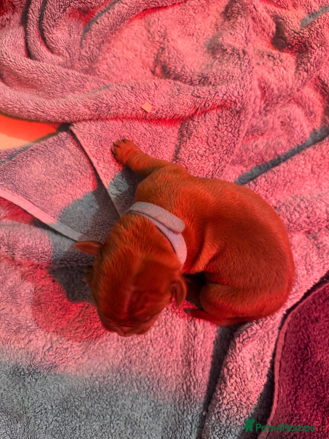 Dogue De Bordeaux dogs for sale: DOGUE DE BORDEAUX PUPPIES AVAILABLE 16/03/26 - Advert 22