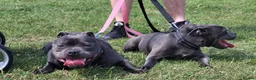 Staffordshire Bull Terrier dogs for sale: Staffordshire bull terriers - Advert 4