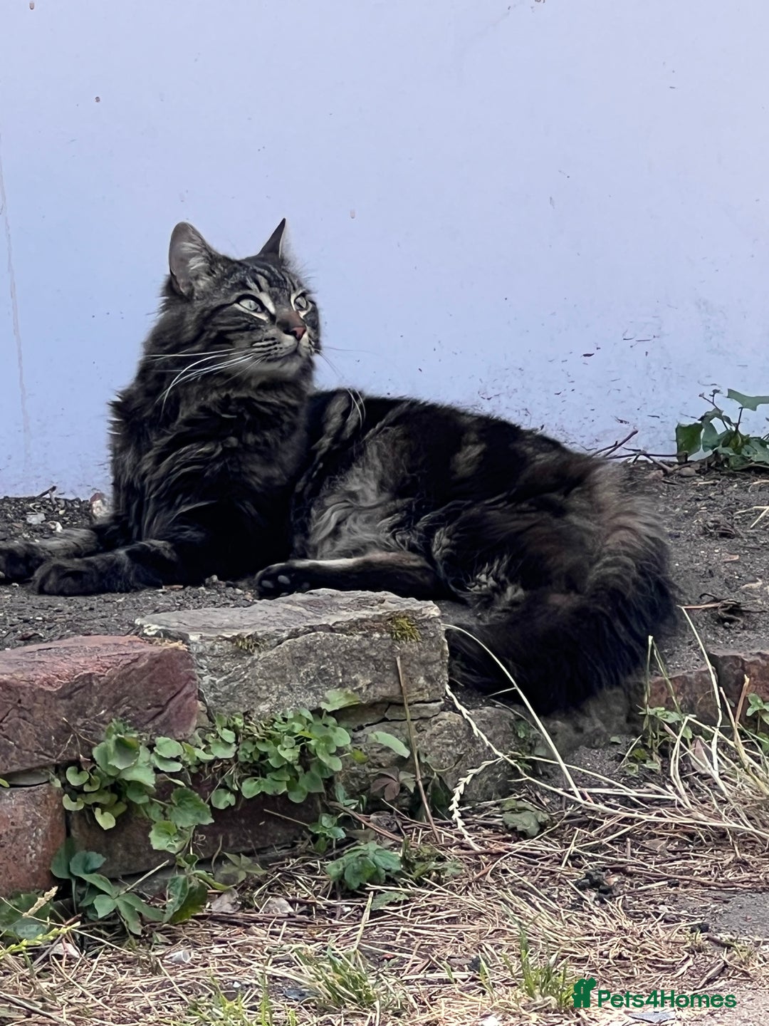 Maine Coon cats for sale: Maine Coon - Advert 5