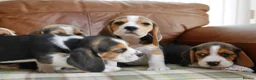 Beagle dogs for sale: Quality Health Tested Beagle Puppies - Advert 7