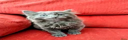 Mixed Breed cats for sale: Stunning Fluffy Kittens  - Advert 10