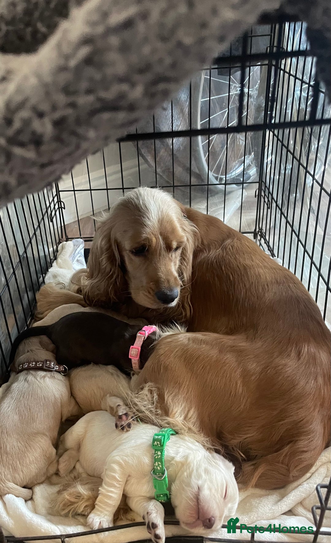 Cocker Spaniel dogs for sale: Cockerspaniel puppies x3 left  - Image 11