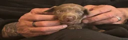 Miniature Dachshund dogs for sale: Beautiful Mini Dachshund Puppies  - Advert 5