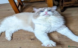 Ragdoll cats for sale: 🏆 🐾 Tica Registered EU Ragdoll Kittens 🐈 🏆 - Image 19
