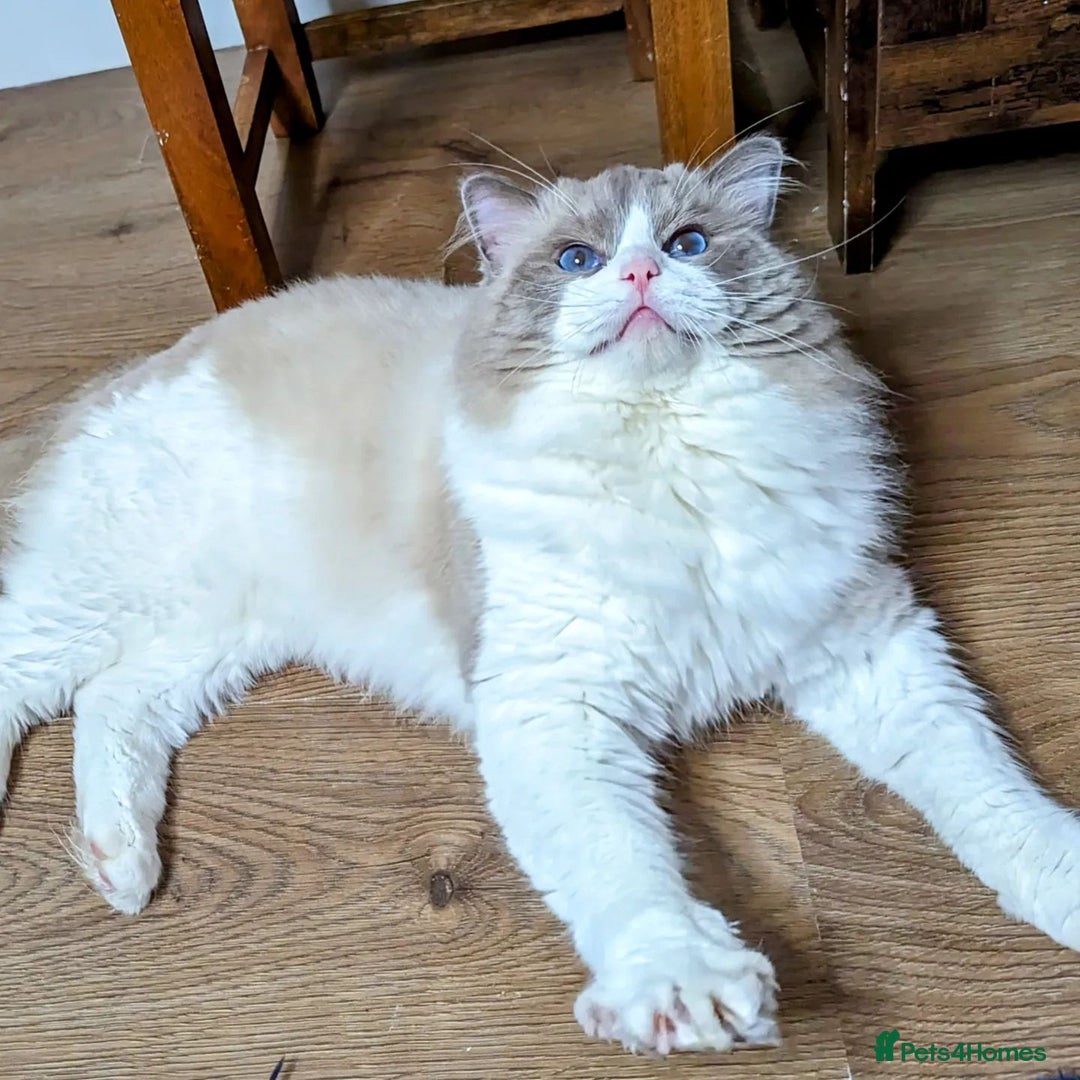 Ragdoll cats for sale: 🏆 🐾 Tica Registered EU Ragdoll Kittens 🐈 🏆 - Image 19