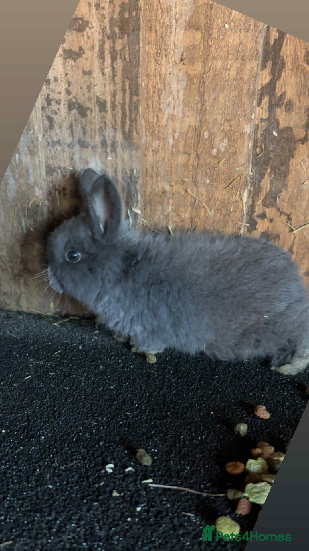 Mini Lop rabbits for sale: Baby mini lop rabbits - Advert 1