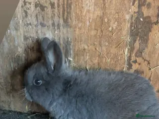 Mini Lop rabbits Baby mini lop rabbits - Advert 18