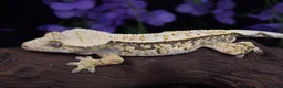 Gecko reptiles for sale: High end crested geckos - Advert 6