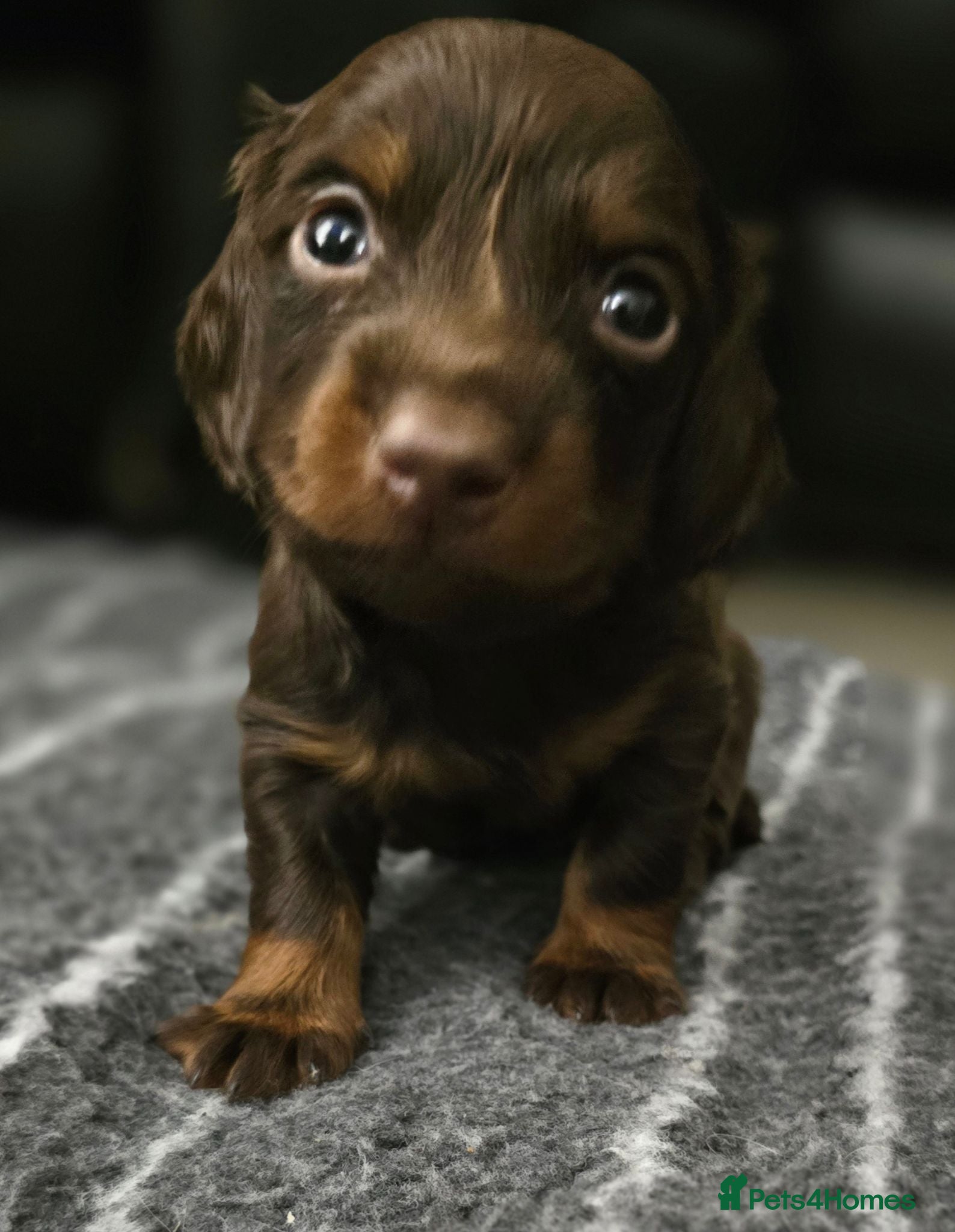 Miniature Dachshund dogs 4 male Dachshunds - Advert 1