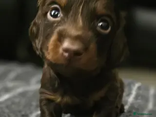 Miniature Dachshund dogs 4 male Dachshunds - Advert 1