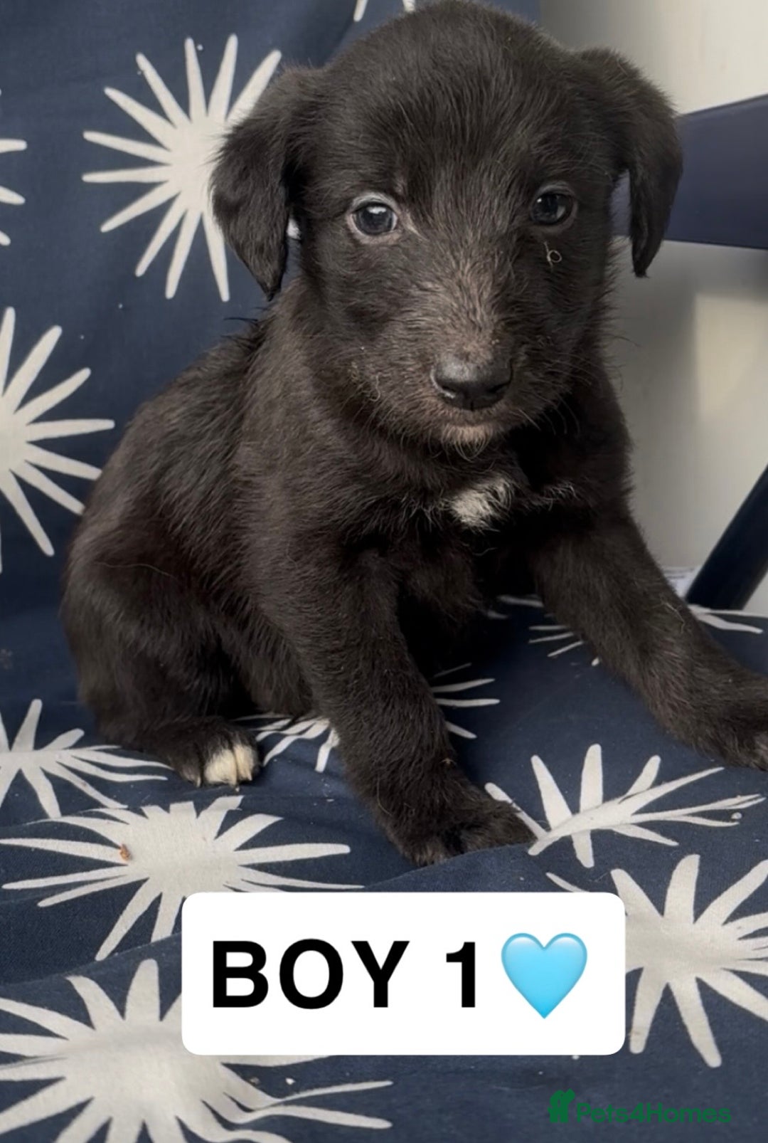 Mixed Breed dogs for sale: Bedlington whippet puppies - Image 4