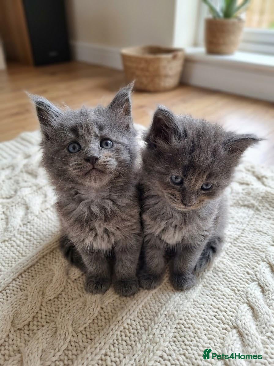 Maine Coon cats Beautiful maine coons - Advert 7