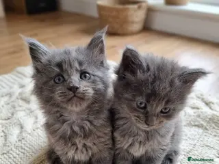 Maine Coon cats Beautiful maine coons - Advert 7