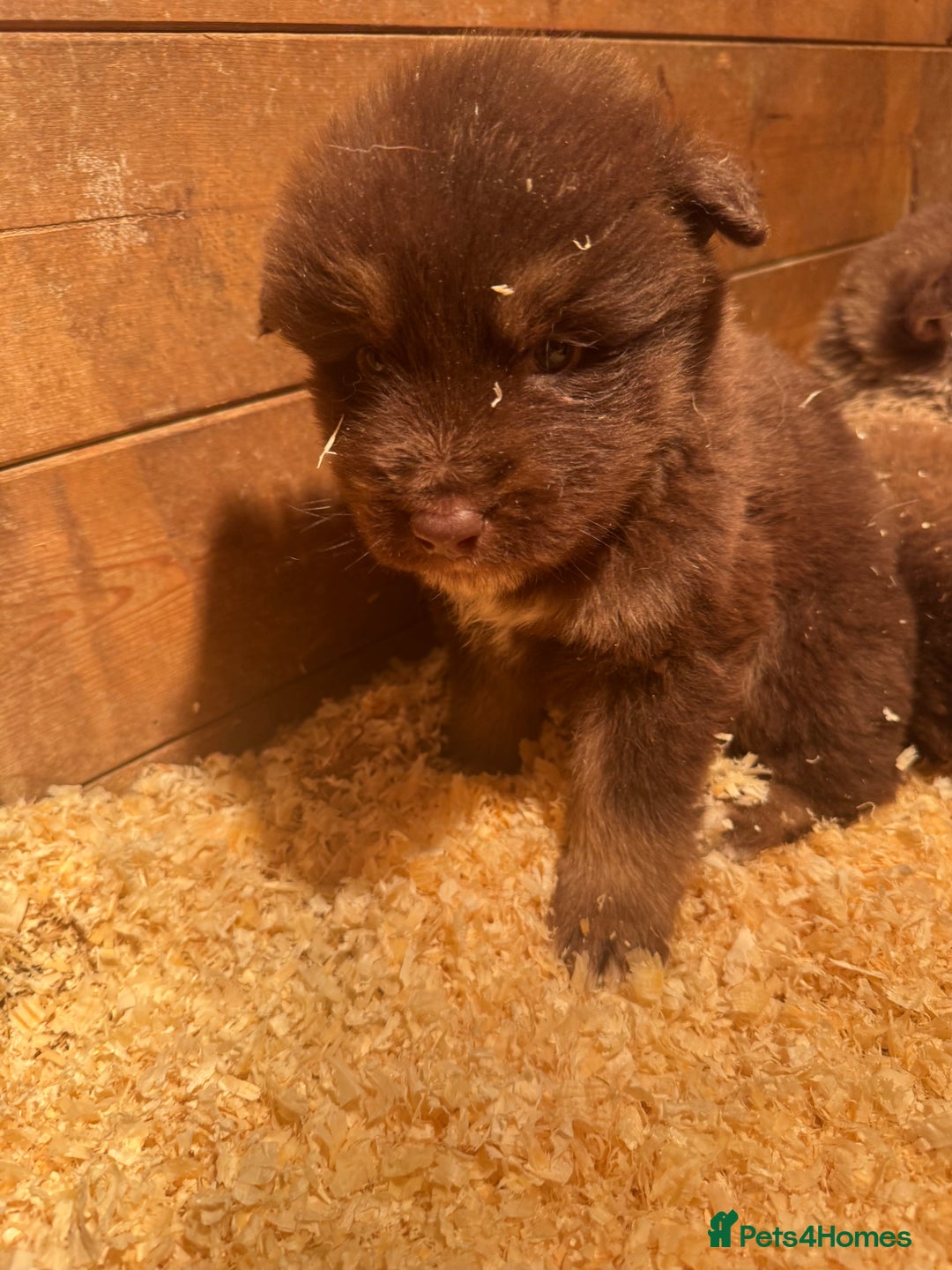 Mixed Breed dogs for sale: Alaskan malamute x German shepherd puppies  - Advert 6