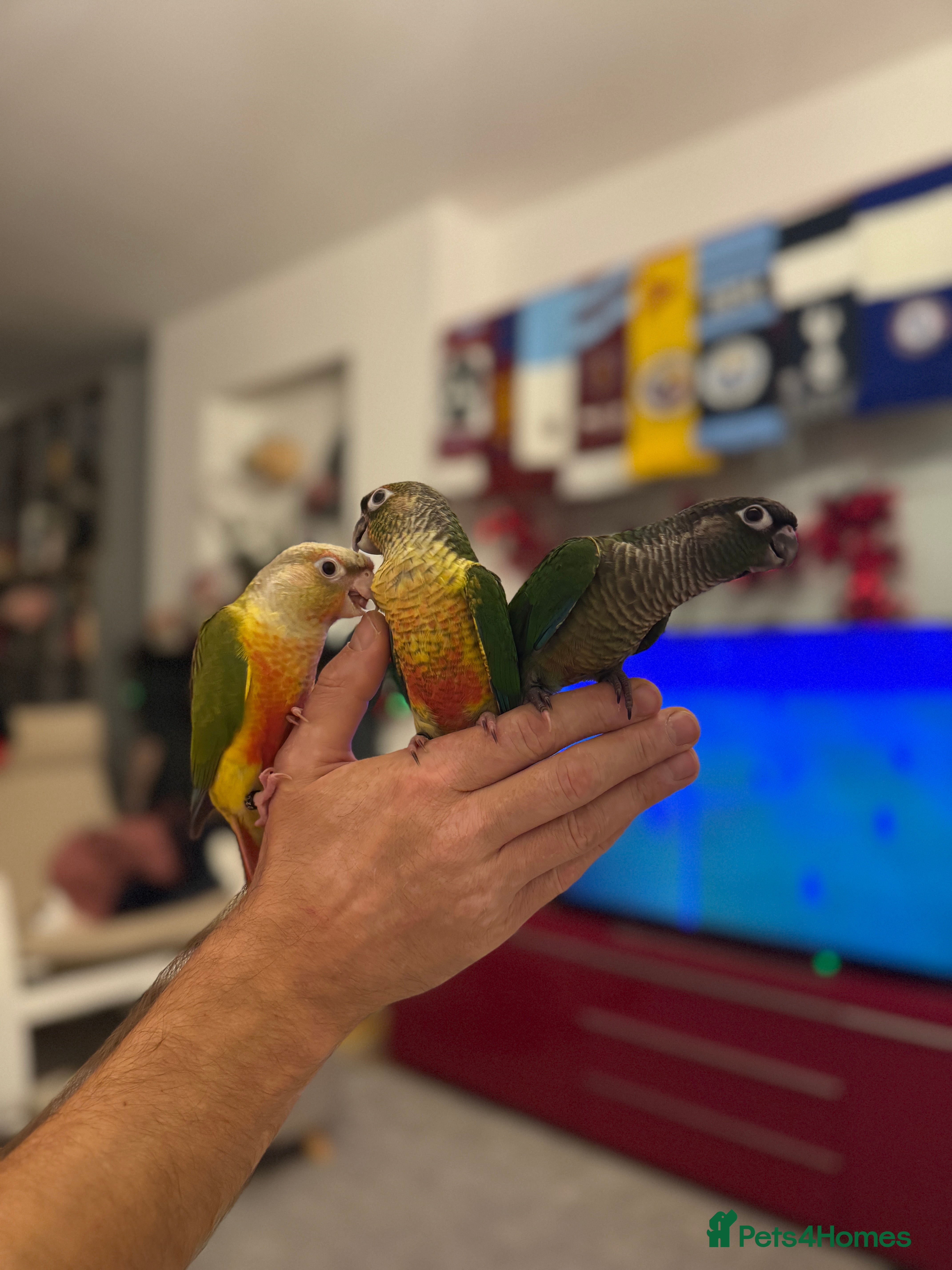 Conures birds Tamed baby conure - Advert 9