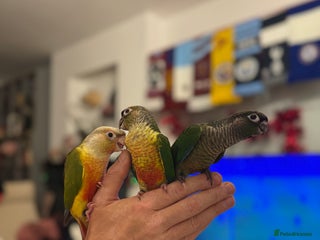 Conures birds Tamed baby conure - Advert 9