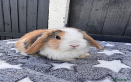 Mini Lop rabbits for sale: Pure bred mini lop bunnies  - Image 6