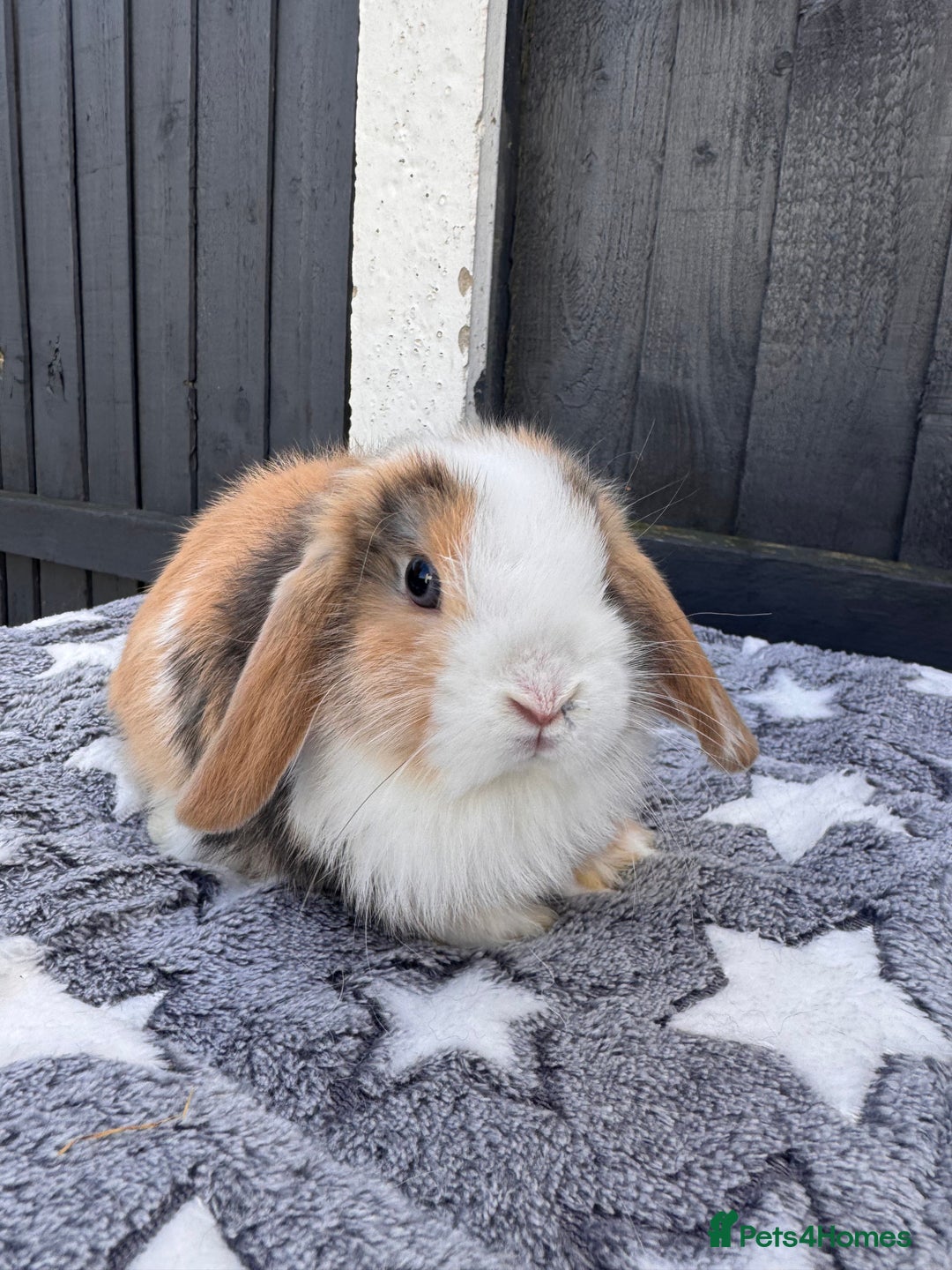 Mini Lop rabbits for sale: Pure bred mini lop bunnies  - Image 6